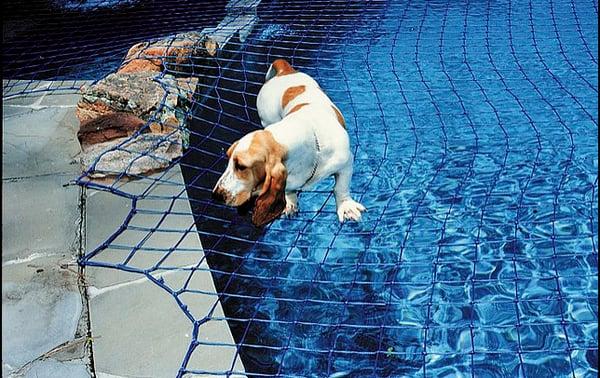 Katchakid Pool Safety Net - Helping keep pets safe too!