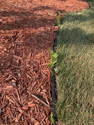 Plants growing up between fabric that is being pushed up and edging