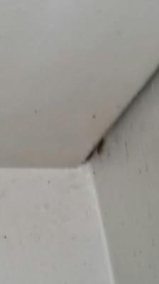 Cockroach infestation.  They hide in the walls. This is minutes after the bait was applied.