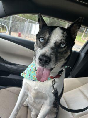 Milo is always happy after his stay at the hotel