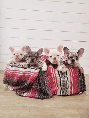 Family of frenchies for their 1st baths.