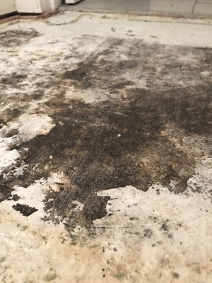 Moldy flooring under carpet.