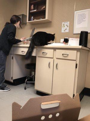 Exam room is clean and free of anything harmful to my curious kitty.