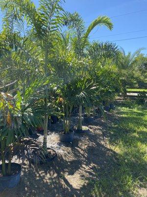 Planting palm trees