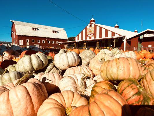 Pumpkin Galore! Hand harvesting pumpkins every day on the farm.