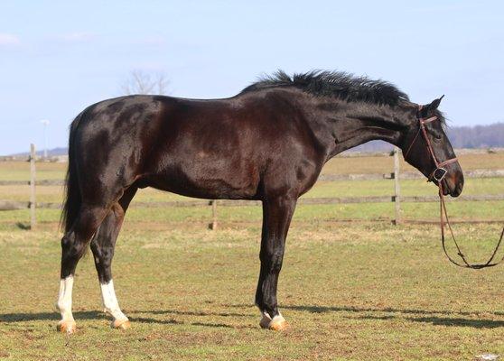 Dutch Harness Horse