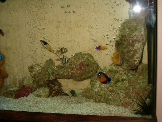 Naz home fish tank , look how clean it is, and no cleaning and fish are still living without the use of chemicals.