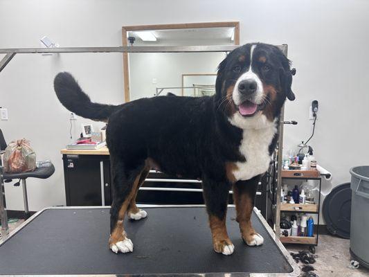 Millie love getting groomed at Tulip City Barking Lot