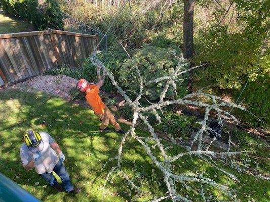 Removing dead tree limbs