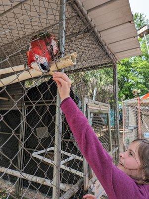 Feeding the birds.