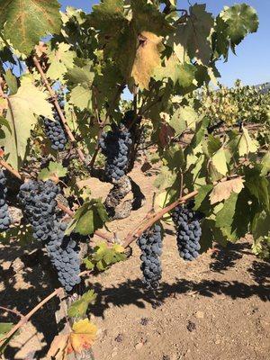 Plump grapes almost ready for harvest.