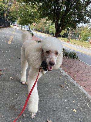 Noodle the standard poodle