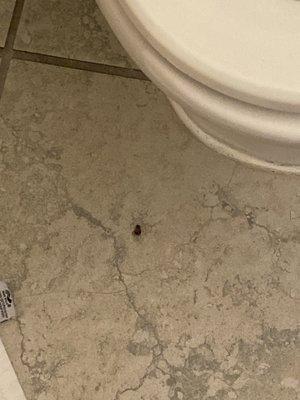 Roach on the bathroom floor at 4:01 AM