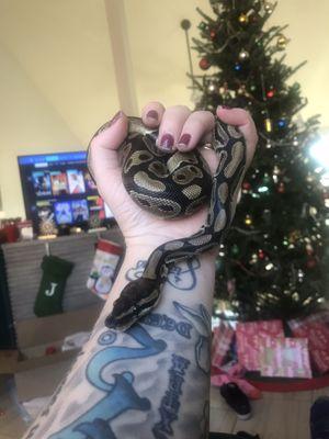 Ball python