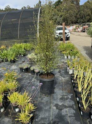 plants of your choice at a very good price