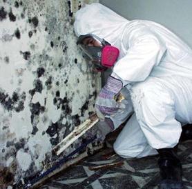 Mold Removal and Remediation