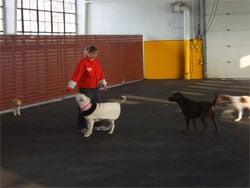 Playtime Doggy Daycare