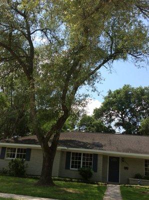 Helping our clients preserve and maintain their Trees