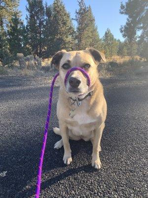 Gracie- Leash reactivity.