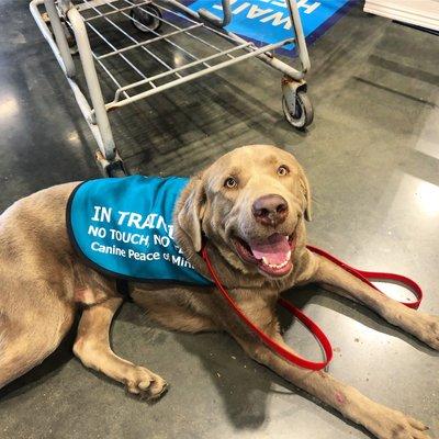 Bullet keeping cool at Lowe's