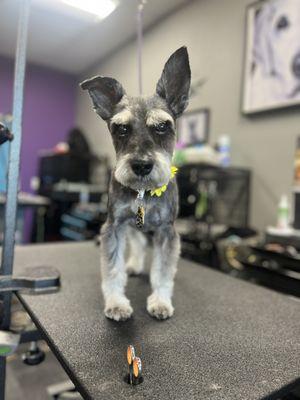 Looking for a dog groomer who specializes in Schnauzers?