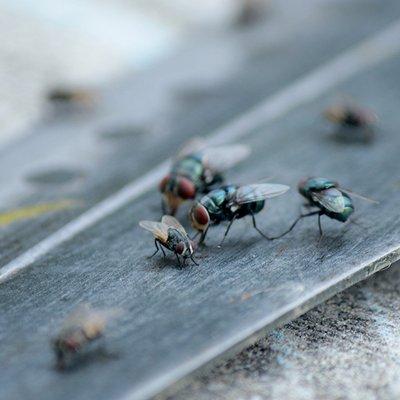 Blow flies, also known as Blue Bottle or Carrion Flies resting on wood