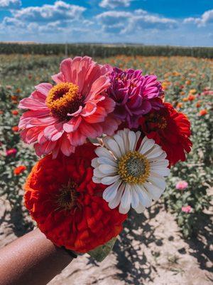 Zinnias