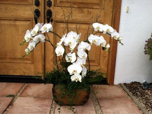 Orchids arrangement in a wood container