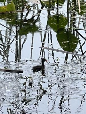 Winnie Palmer Nature Walk