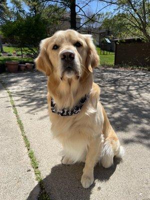 My Golden after his visit at Pawtastic Grooming