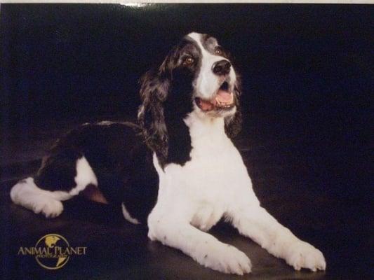 a picture of Winston July of 2010 another K9 Clips groom job.  Sorry about the quality it is a picture of a picture.