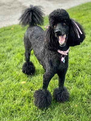 Birdie was freshly groomed and ridiculously happy after the long 2020 shut down.