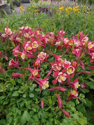 Nice Columbine!