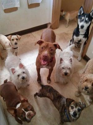 Happy dogs at feeding time