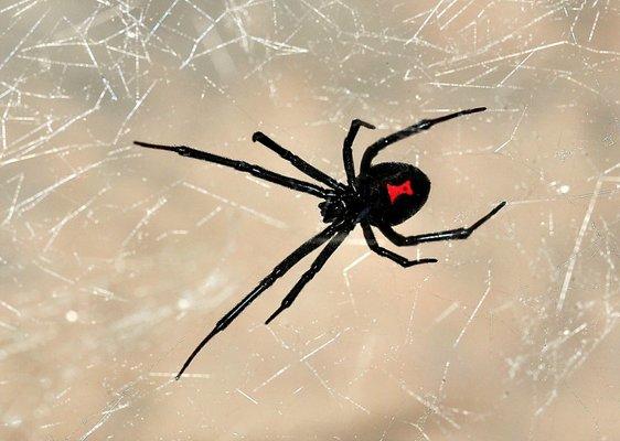 Don't let this black widow get the best of you. Call us today!