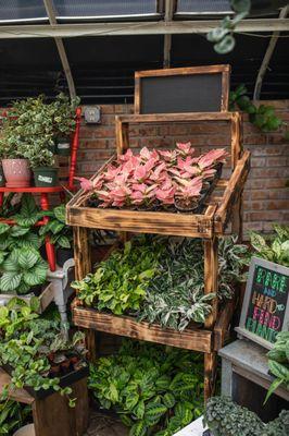 Rare & unusual plants can be found at the Viviano Greenhouse in St. Clair Shores.