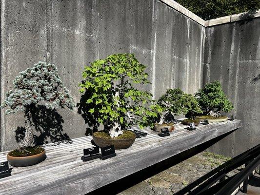 Bonsai exhibit