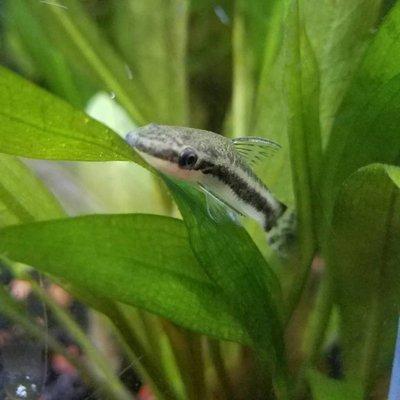 Otocinclus catfish that I got from Fish Mike's