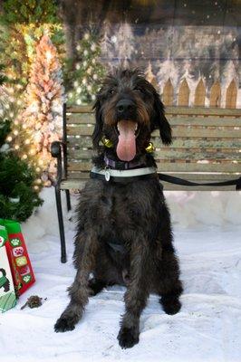 TRAPPER, A standard Poodle & Doberman mix