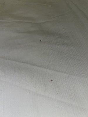 Ants in bed