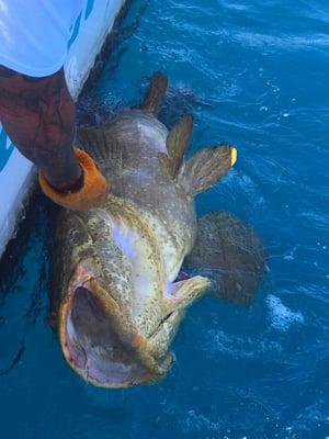 Goliath Grouper