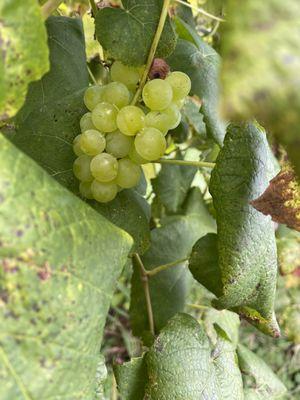 Cherrys Orchard