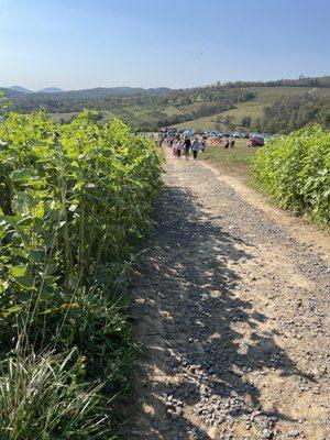 Path up the hill to apples