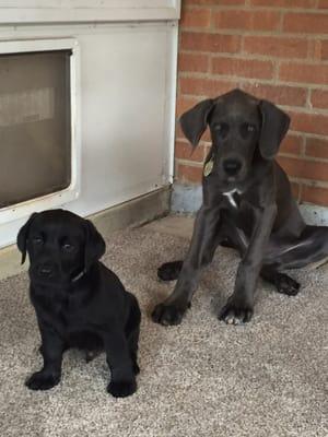 Iris(15 week old Great Dane) and Ace (7 week old English lab)