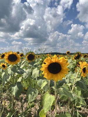 Sunflowers