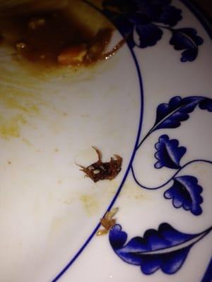 This is what I found in my plate of Pork Egg Foo Young tonight Friday, April 10, 2015. I won't be returning.