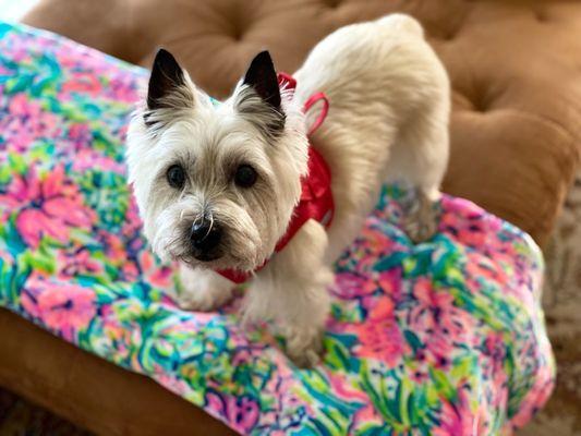 Mocha Bunny loves her summer cut!