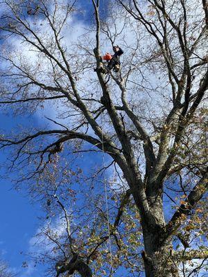 Javier’s Landscaping & Tree Services