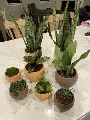 Mix of indoor plants with different pots. All perfect plants that promote healthy indoor air purifying!