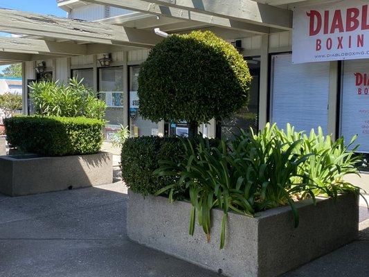 Once inside the courtyard, he's hiding behind the plant there